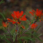 Indian Paintbrush
