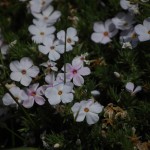 phlox