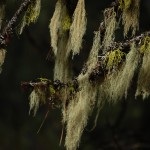 usnea