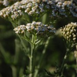 Yarrow