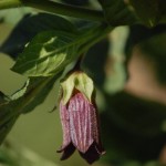 belladonna