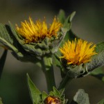 elecampane
