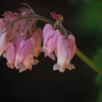 Bleeding heart. Photo by Claire Bohman