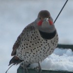 northern flicker in winter plumage