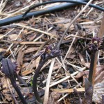 blue cohosh blossoms