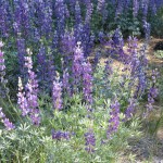 lupine