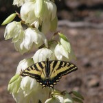 butterfly on the yucca blossoms
