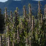 motherwort